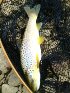 Lovely Wild Brown trout